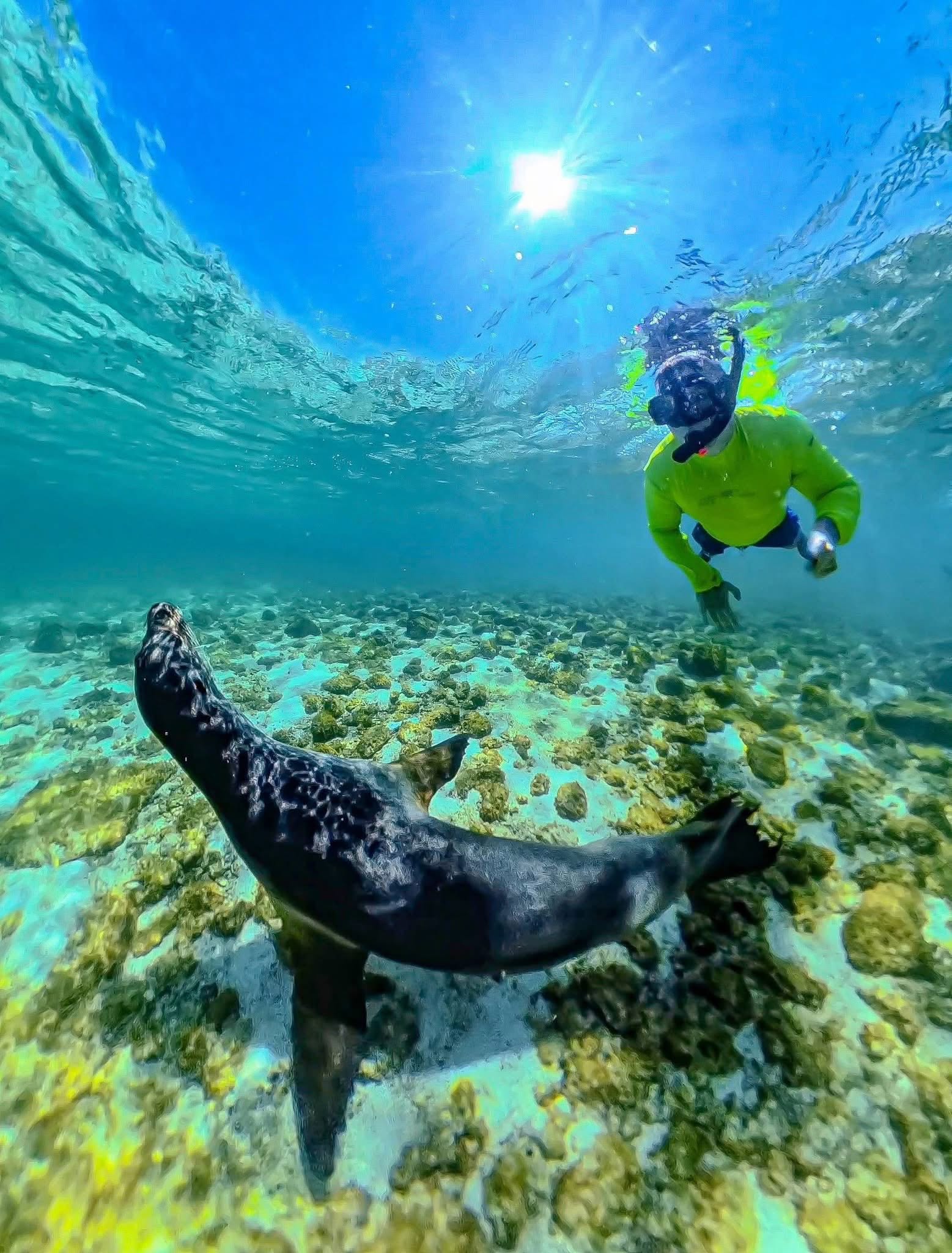 Persona buceando junto a un lobo marino en aguas claras