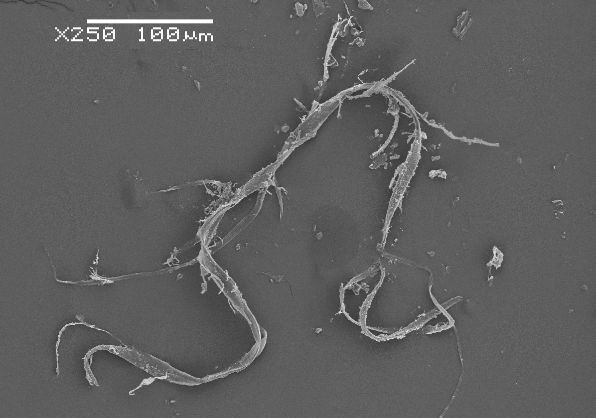 Microplásticos observados mediante microscopía electrónica