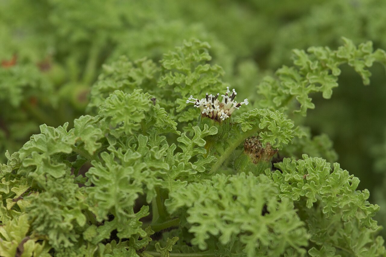 Planta endémica Scalesia helleri en su hábitat natural