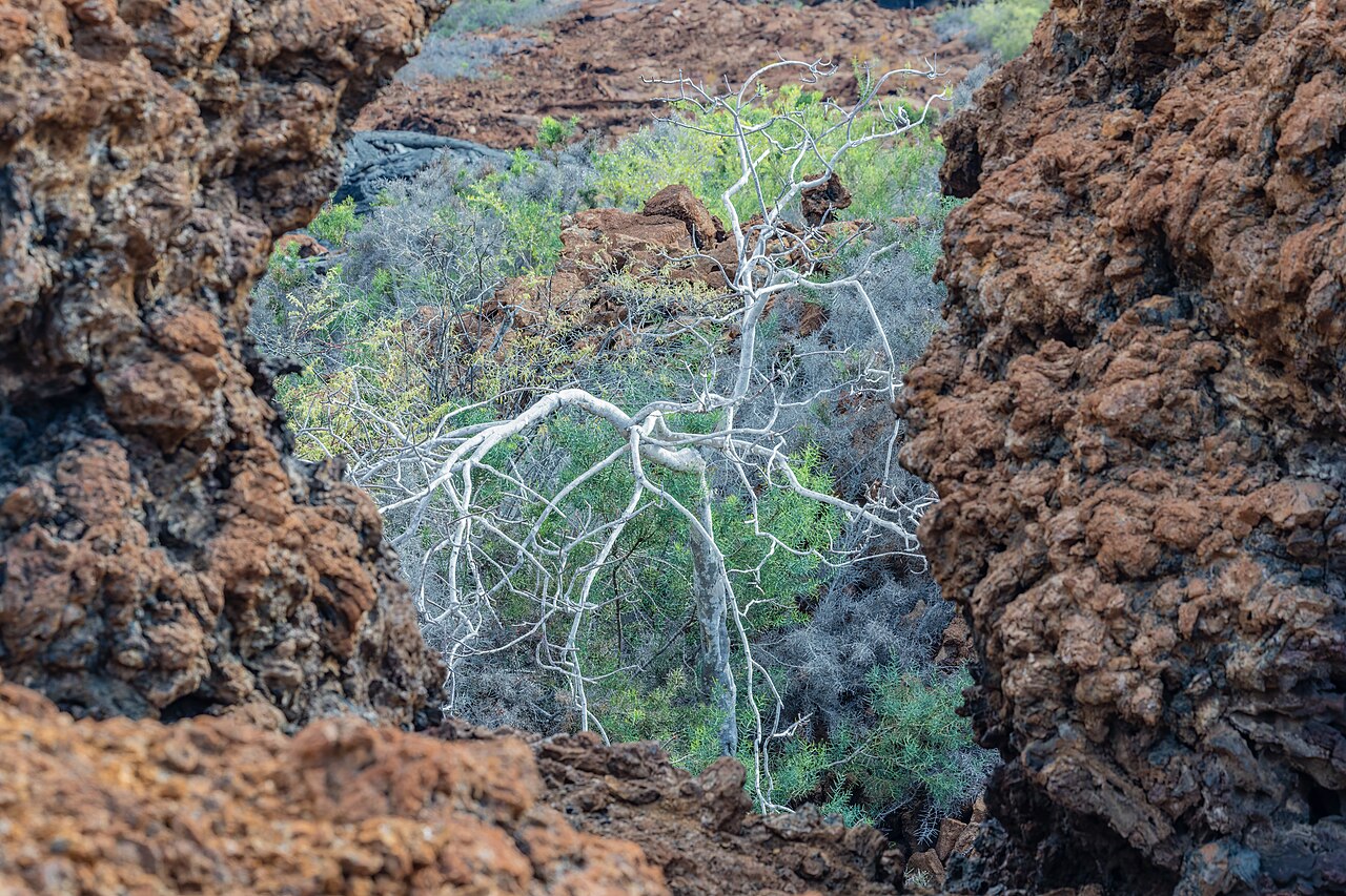 Vegetación resistente creciendo sobre un paisaje volcánico